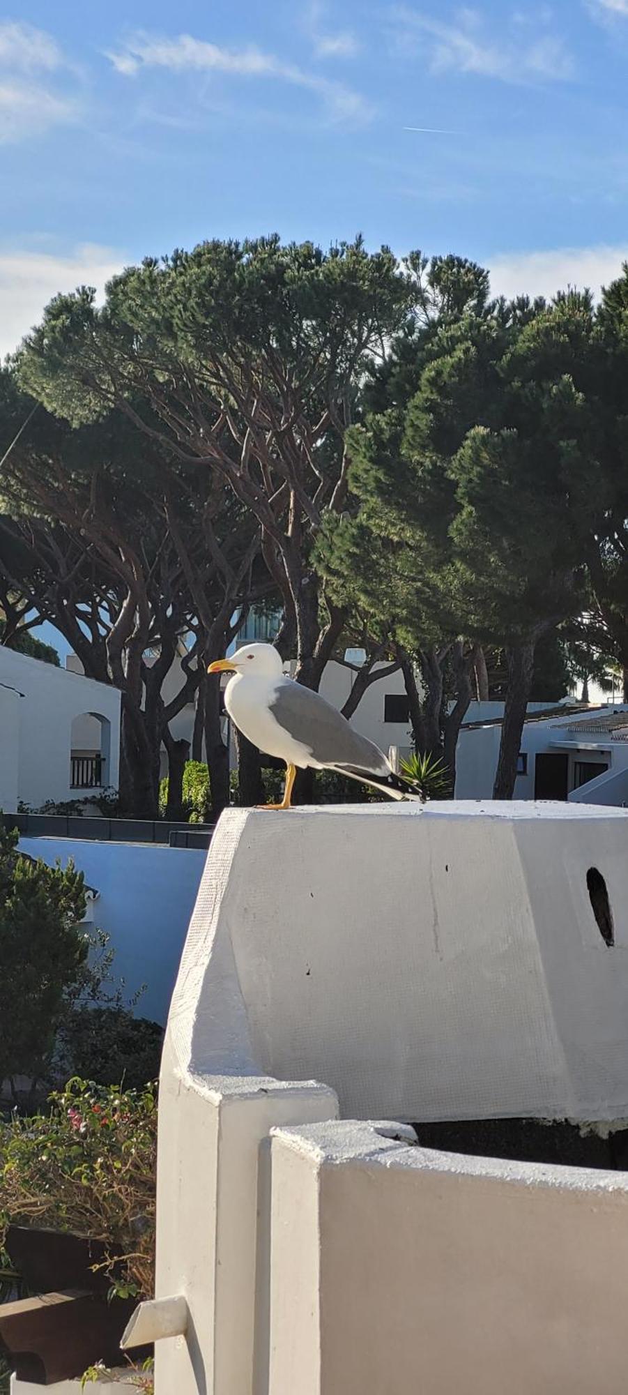 Apt P209 Situe Au Sein De Balaia Golf Village Albufeira Exteriör bild